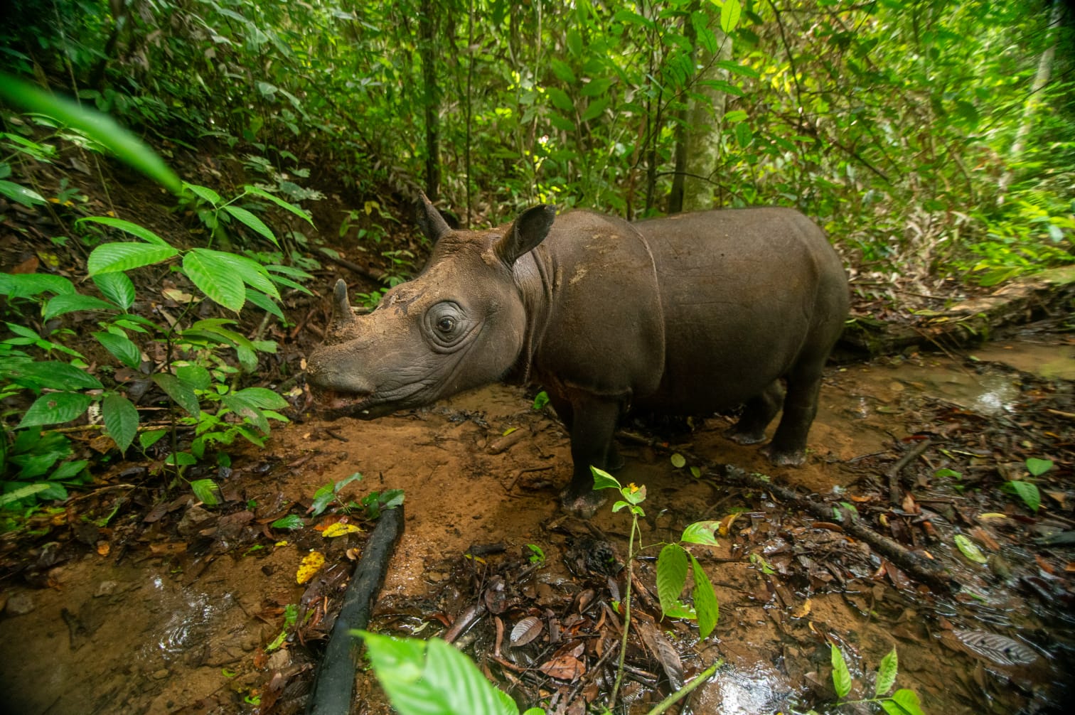 Pahu dan Pari, Harapan Terakhir Badak Kalimantan