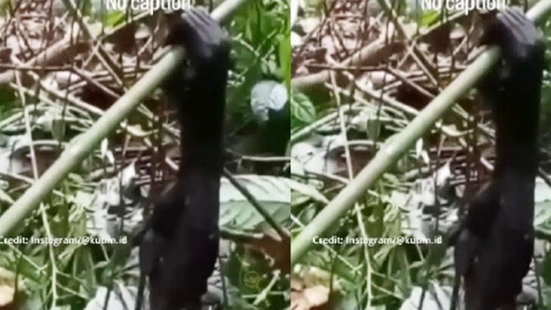 Viral Video Diduga Pembantaian Orangutan di Kutim, BKSDA: Jangan Takut Lapor