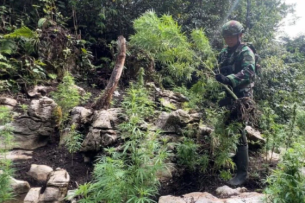 Tim Gabungan Temukan Ladang Ganja di Pegunungan Bintang